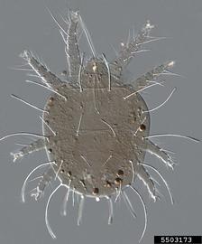  Red palm mite slide-mounted adult female; photo by Beard et al., Flat Mites of the World, USDA APHIS PPQ, Bugwood.org 
