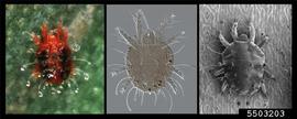  Red palm mite alive (left), slide-mounted (center), low-temperature SEM (right); photos by Jennifer Beard and Eric Erbe, Flat Mites of the World, USDA APHIS PPQ, Bugwood.org 
