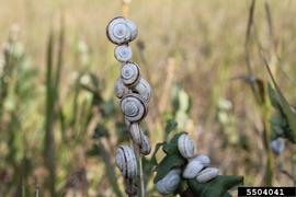  Eastern heath snail; photo by Ian Foley, Montana Department of Agriculture, Bugwood.org 
