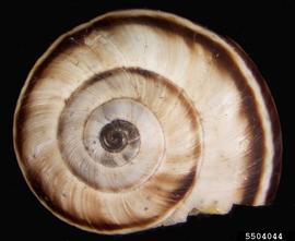  Eastern heath snail shell, dorsal view; photo by Ian Foley, Montana Department of Agriculture, Bugwood.org 
