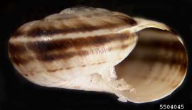  Eastern heath snail shell, lateral view; photo by Ian Foley, Montana Department of Agriculture, Bugwood.org 
