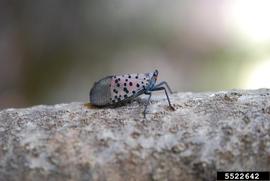  Spotted lanternfly adult on tree-of-heaven; photo by Lawrence Barringer, Pennsylvania Department of Agriculture, Bugwood.org 
