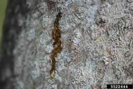  Spotted lanternfly damage to tree-of-heaven; photo by Lawrence Barringer, Pennsylvania Department of Agriculture, Bugwood.org 
