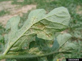  Melon thrips damage on watermelon leaf; photo by Gerald Holmes, Strawberry Center, Cal Poly San Luis Obispo, Bugwood.org 
