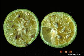  Citrus greening disease symptoms in mandarin fruit; photo by J.M. Bové, INRA Centre de Recherches de Bordeaux, Bugwood.org 
