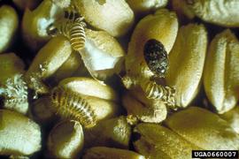  Khapra beetle adult, larva, larval skins, and damage to wheat grains; photo by Ministry of Agriculture and Regional Development, Bugwood.org 
