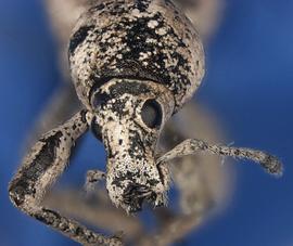  Weevil ( Anomadus obliquus ) adult, anterior view of head; photo by P. Johnson, USDA APHIS PPQ  
