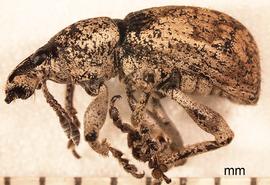  Weevil ( Anomadus obliquus ) adult, lateral view; photo by Patrick R. Marquez, USDA APHIS PPQ  
