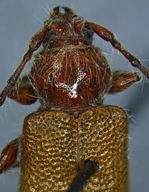  Brown fir longhorned beetle, dorsal view of head and thorax; photo by D. McCoy, USDA APHIS PPQ 
