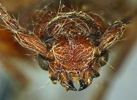  Brown fir longhorned beetle, face view; photo by D. McCoy, USDA APHIS PPQ 
