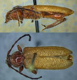  Brown fir longhorned beetle, lateral and dorsal views; photo by D. McCoy, USDA APHIS PPQ 
