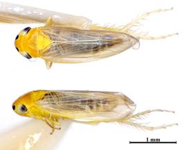  Maize orange leafhopper adult, dorsal and lateral view; photo by H. Löcker, ASCU 
