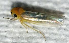  Maize orange leafhopper adult; photo by H. Alberts, gbif.org 
