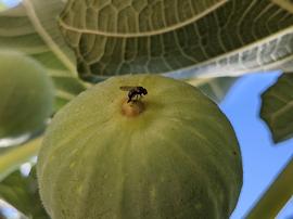  Mediterranean black fig fly female depsoting eggs; photo by H. Wilson, UC Riverside 
