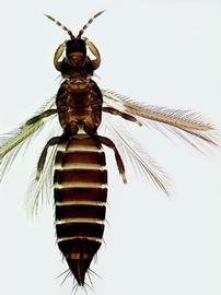  Kelly's citrus thrips slide-mounted female; photo by L. Mound, CSIRO 
