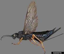  Sirex woodwasp female, lateral view; photo by S. Valley, Oregon Dept. of Agriculture, Bugwood.org 
