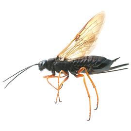  Sirex woodwasp female, lateral view; photo by H. Goulet, CNC 
