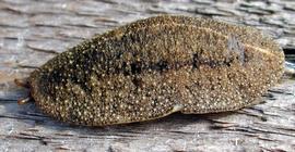  Cuban slug; photo by D. Robinson, USDA-APHIS-PPQ 
