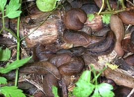  Cuban slug; photo by D. Robinson, USDA-APHIS-PPQ 
