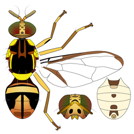  Scientific illustration of  B. arecae .
