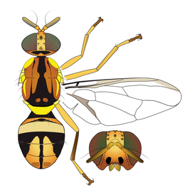  Scientific illustration of  B. cacuminata .
