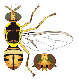  Scientific illustration of  B. carambolae .
