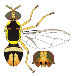  Scientific illustration of  B. raiensis .
