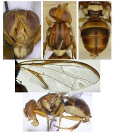  Photo plate of  B. cacuminata .
