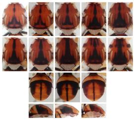  Photo plate of scutum and abdomen pattern variation in  B. cacuminata .
