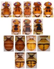  Photo plate showing the scutum and abdomen pattern variation in  B. commensurata .
