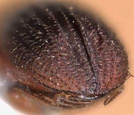             Dryocoetoides cristatus , posterior view   (declivity)   