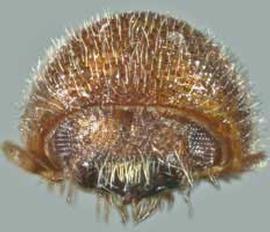   Dryocoetoides reticulatus , anterior view (photo by Atkinson 2009) 