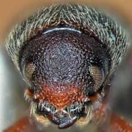             Hylastinus obscurus  (clover root   borer), anterior view   