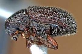             Hylastinus obscurus  (clover root borer),   lateral view   