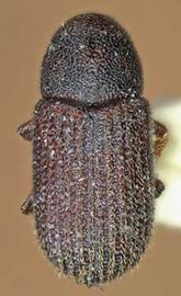             Hylastinus obscurus  (clover root borer),   dorsal view   