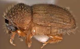             Hypocryphalus mangiferae  (mango bark beetle),   lateral view   