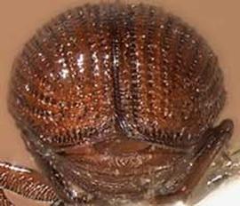             Pagiocerus frontalis , posterior view (declivity)   