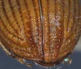             Phloeosinus sequoiae , posterior view (declivity)   