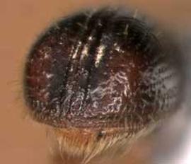             Pityophthorus juglandis , posterior view   (declivity)   