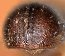             Pityborus comatus , posterior view (declivity)   