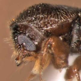             Pityophthorus juglandis , lateral view of head   