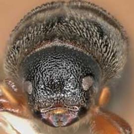   Polygraphus rufipennis  (four-eyed spruce bark beetle), anterior view 