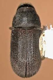   Polygraphus rufipennis  (four-eyed spruce bark beetle), dorsal view 