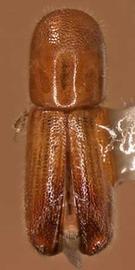   Premnobius cavipennis , dorsal view 