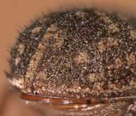             Pseudohylesinus sericeus    (silver fir beetle), posterior view   (declivity)   