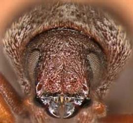             Pseudohylesinus sericeus    (silver fir beetle), anterior   view   