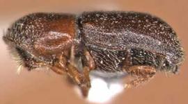             Pseudopityophthorus   minutissimus , lateral view    