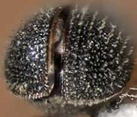             Pseudothysanoes hopkinsi , posterior view   (declivity)   