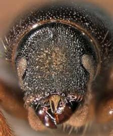   Scolytus scolytus  (large elm beetle), anterior view 