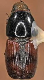   Scolytus scolytus  (large elm beetle), dorsal view 